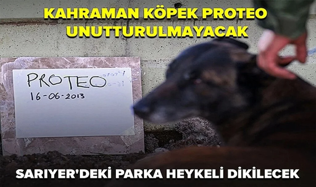 Kahraman Köpek Proteo Unutturulmayacak: Sarıyer'deki Parka Heykeli Dikilecek
