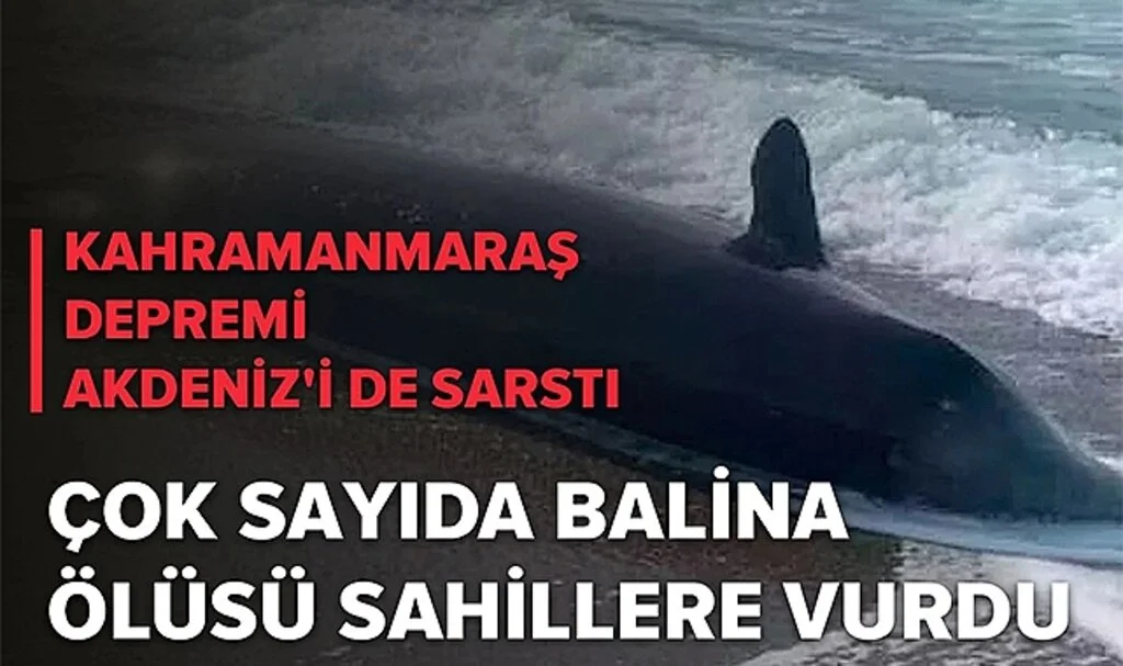 Kahramanmaraş Depremi Akdeniz'i De Sarstı! Çok Sayıda Balina Ölüsü Sahillere Vurdu