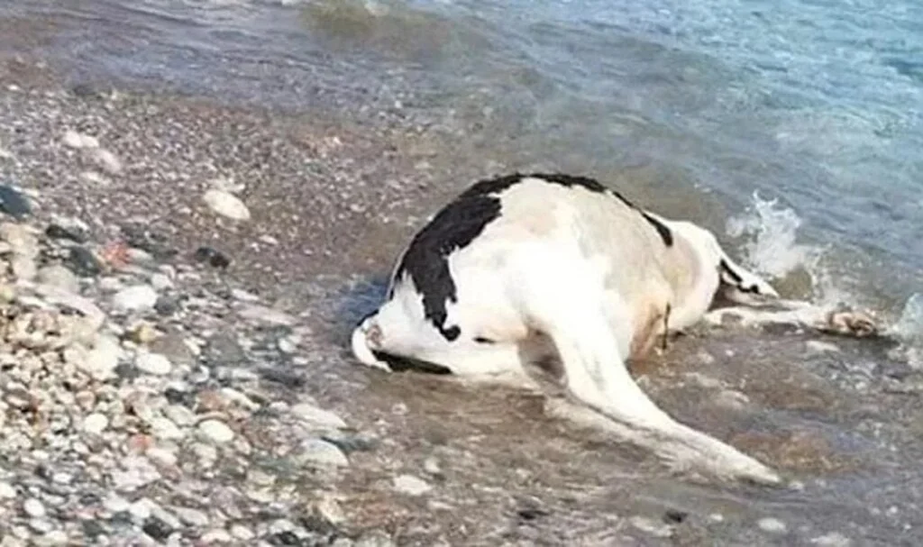 Marmaris’te Sahile Vurmuş Ölü İnek Sürüsü Şaşkınlık Yarattı