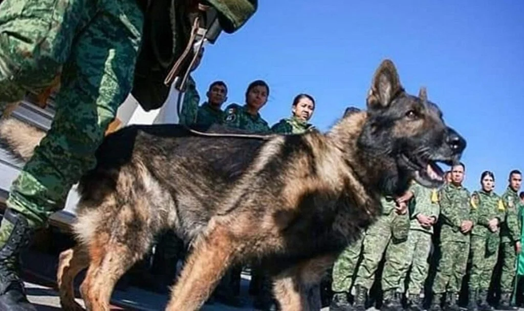Meksika’dan Türkiye’ye Gelen Arama-Kurtarma Köpeği 'Proteo' Hayatını Kaybetti