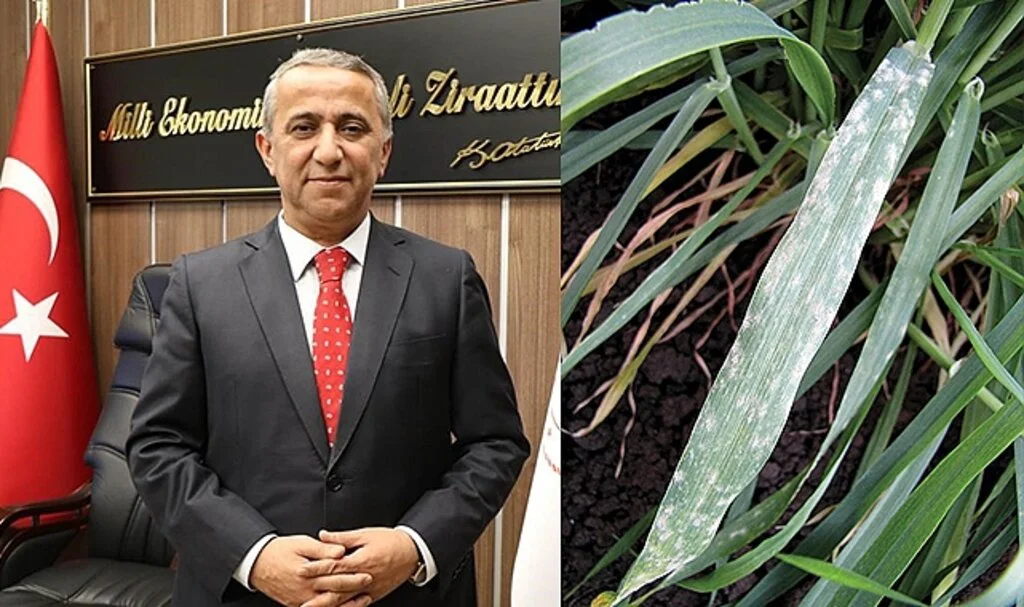 Samsun'da Arpada Külleme Hastalığına Dikkat 