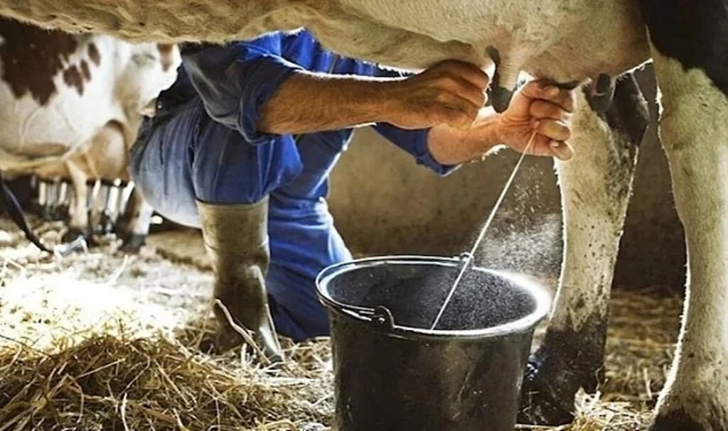 Süt Hayvancılığı Zor Durumda