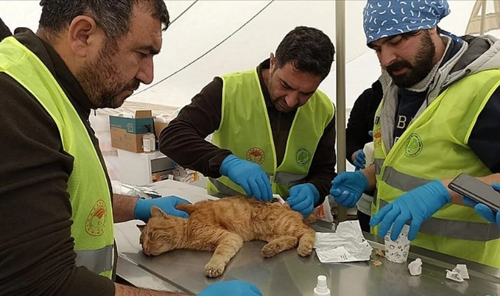 Tarım ve Orman Bakanlığı Deprem Bölgesindeki "Can Dostlar"ın Da Yardımına Koşuyor