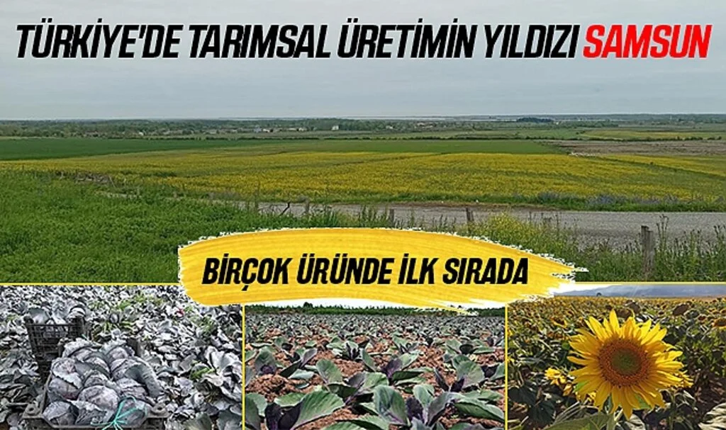 Türkiye'de Tarımsal Üretimin Yıldızı Samsun: Birçok Üründe İlk Sırada