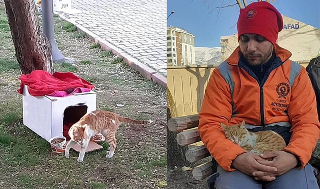 Yıkıntılar Arasından Gelen Kediye Kucak Açtı