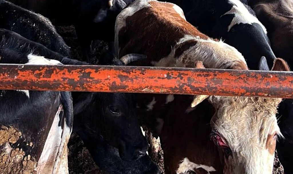 Burası Kapalı, Ama Kağıt Üzerinde…