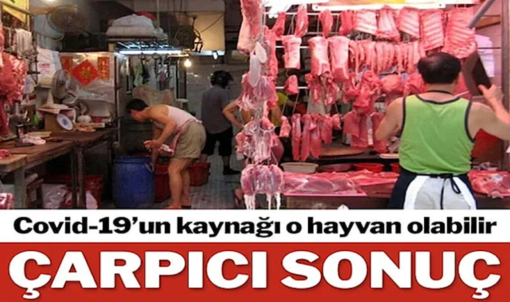 Covid’in Kaynağıyla İlgili Çarpıcı Bulgu: Virüsün Kökeni Rakun Köpekleri Mi?