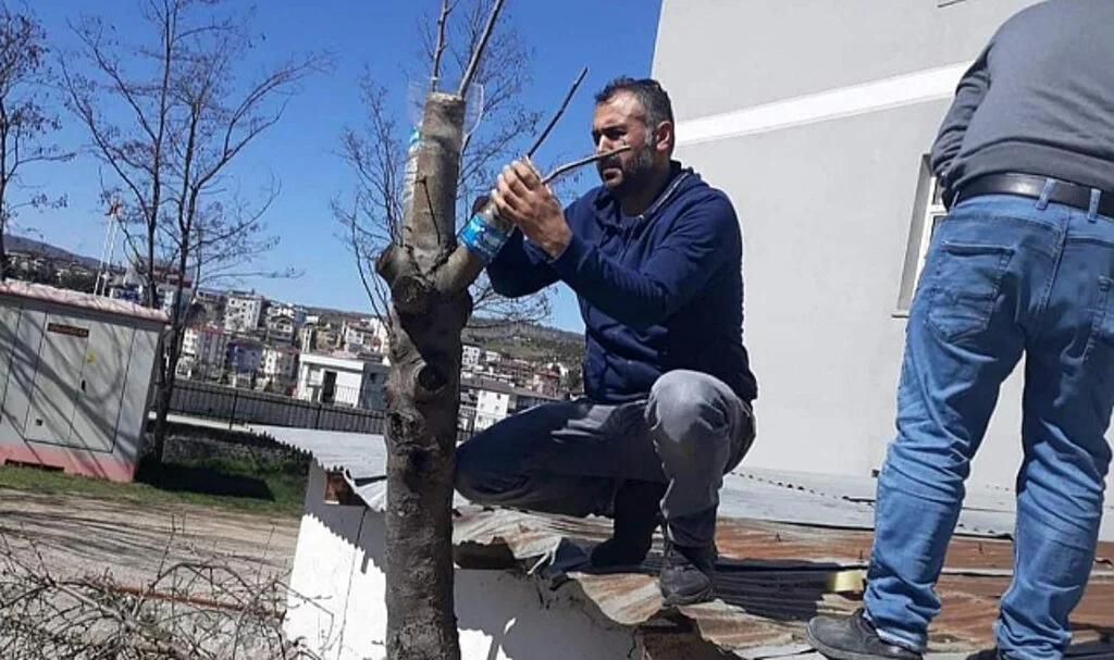 Duyarlı Öğretmenden Yabani Meyve Ağaçlarına Aşı  