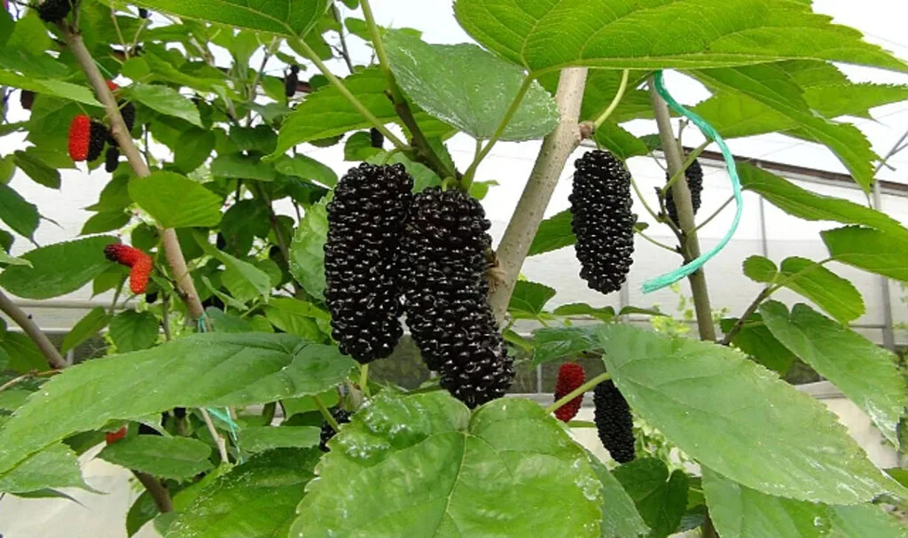 Hasat Başladı: Kilosu 50 Liradan Katar'a İhraç Edilecek