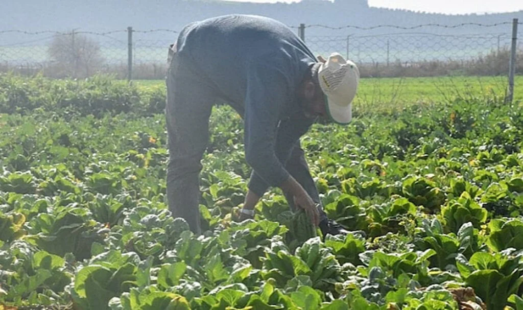 Hatay’da Sebze Hali Açılamadı, Marul ve Şalgam Tarlada Kaldı