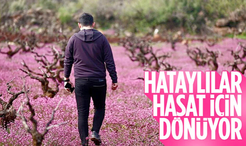 Hataylı Çiftçiler, Bahçe Bakımı İçin Geri Dönüyor