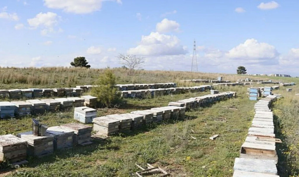Hırsızlar 700 Adet Bal Peteğini Çaldı, Arıları Öldürdü
