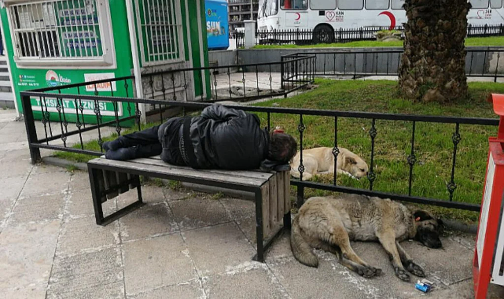 Samsun’da Bankta Uyuyan 'Red Kit’i Yanına Yatan Sokak Köpekleri Korudu