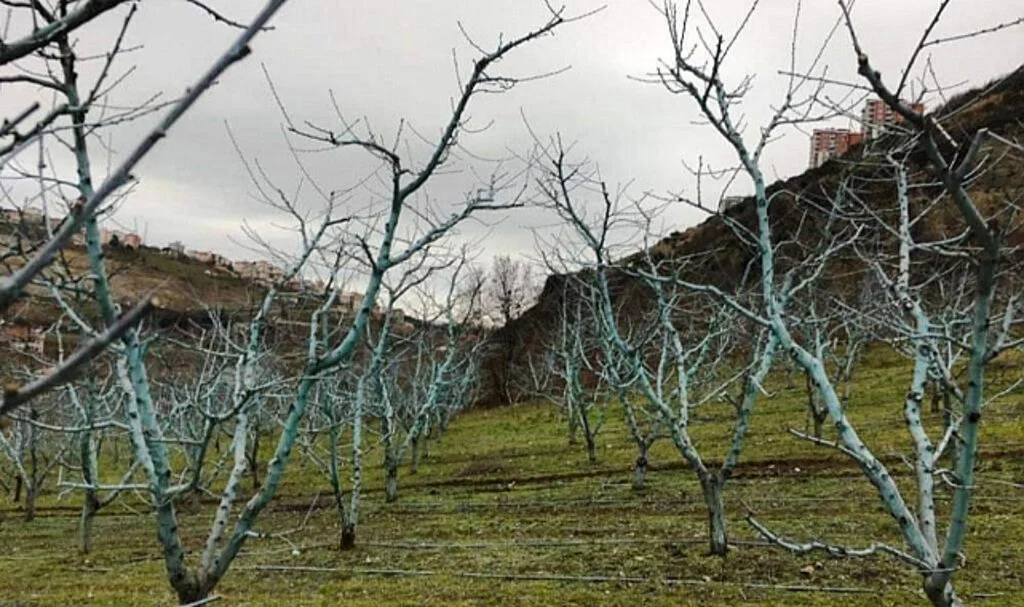 Samsun'da Meyvelerde Bordo Bulamacı Uygulama Zamanı