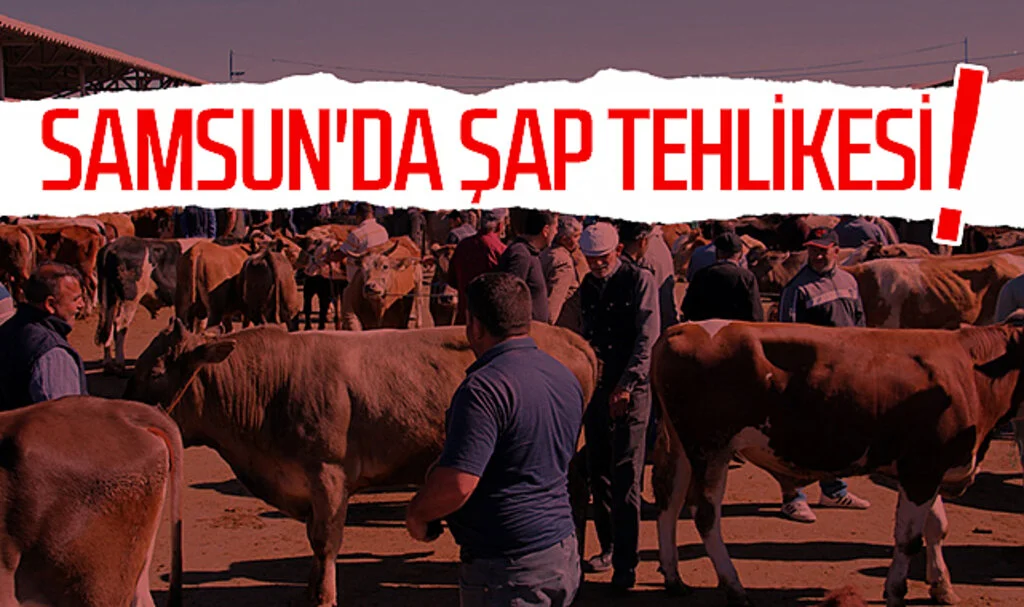 Samsun'da şap tehlikesi!
