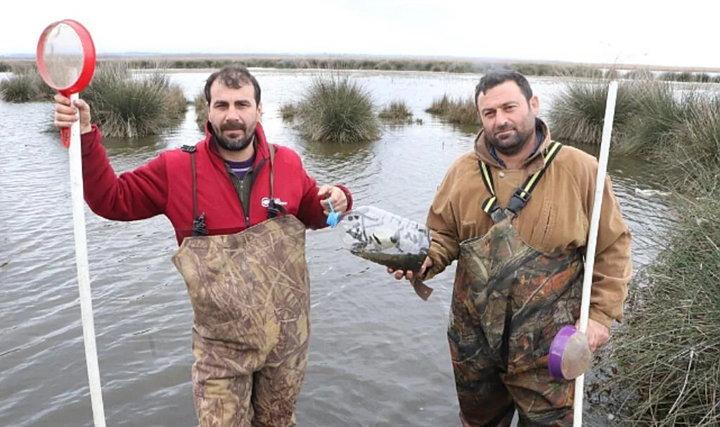 Samsun'da Tıbbi Sülükler Onlar İçin Ekmek Kapısı Oluyor