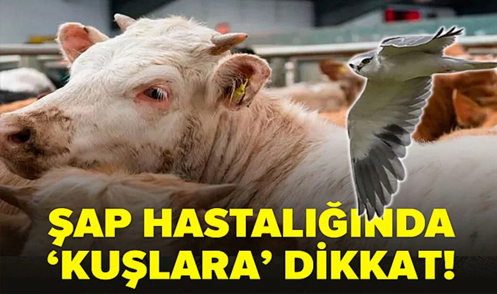 Şap Hastalığında ‘Kuşlara’ Dikkat!