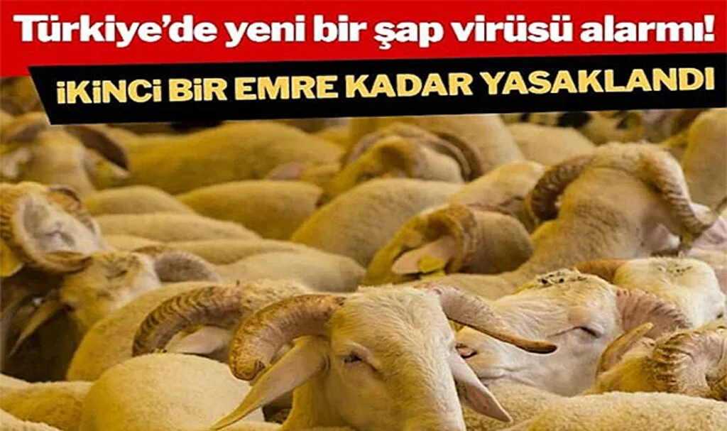 Türkiye’de Yeni Bir Şap Virüsü Alarmı: İkinci Bir Emre Kadar Yasaklandı