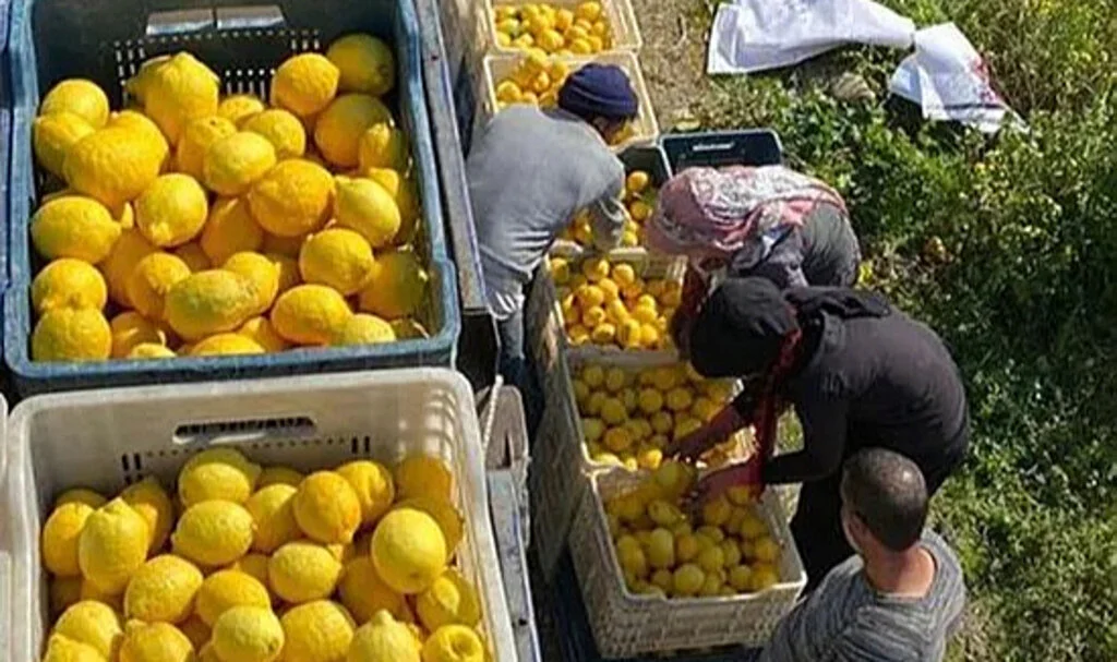 Üreticinin Geleceği Tehlikede: Bir Hasatlık Destek İstiyoruz!