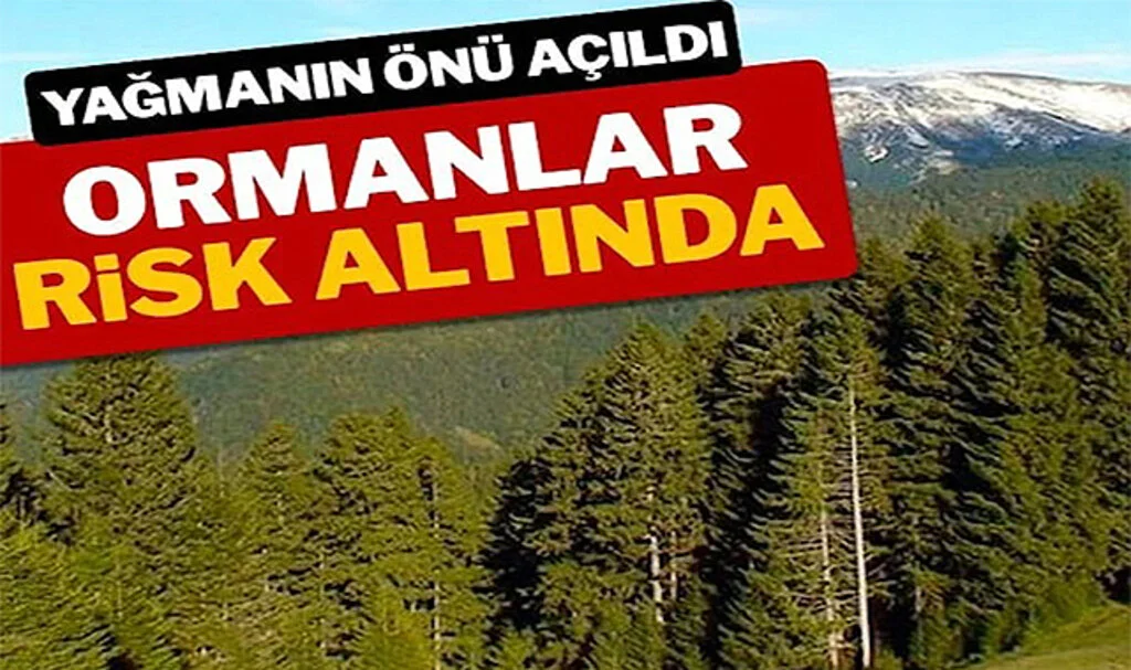 Yağmanın Önü Açıldı Ormanlar Risk Altında