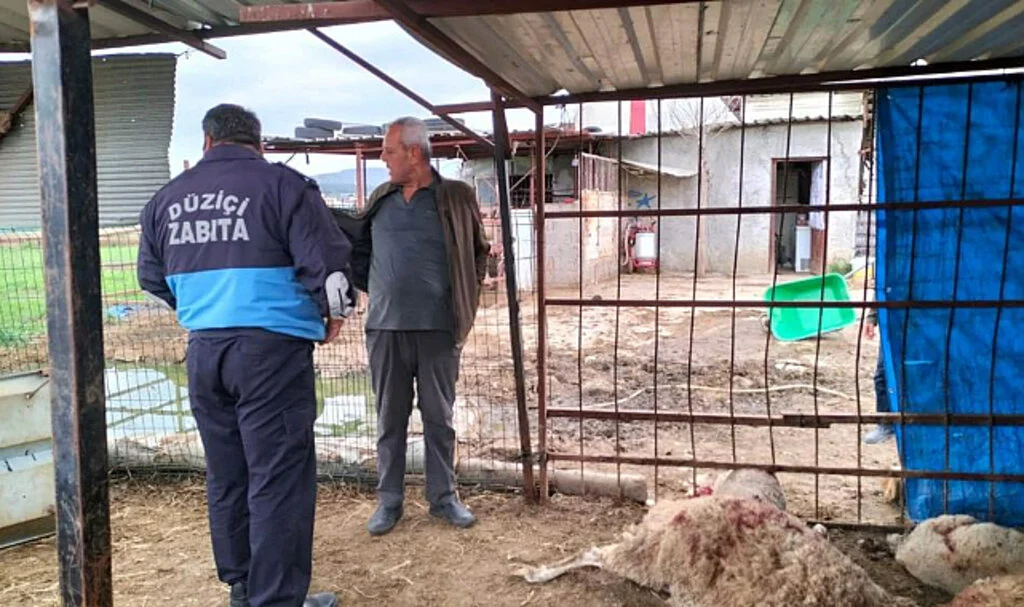 Ahıra Girdiğinde Şok Oldu: 15 Koyun Telef Edilmiş Halde Buldu