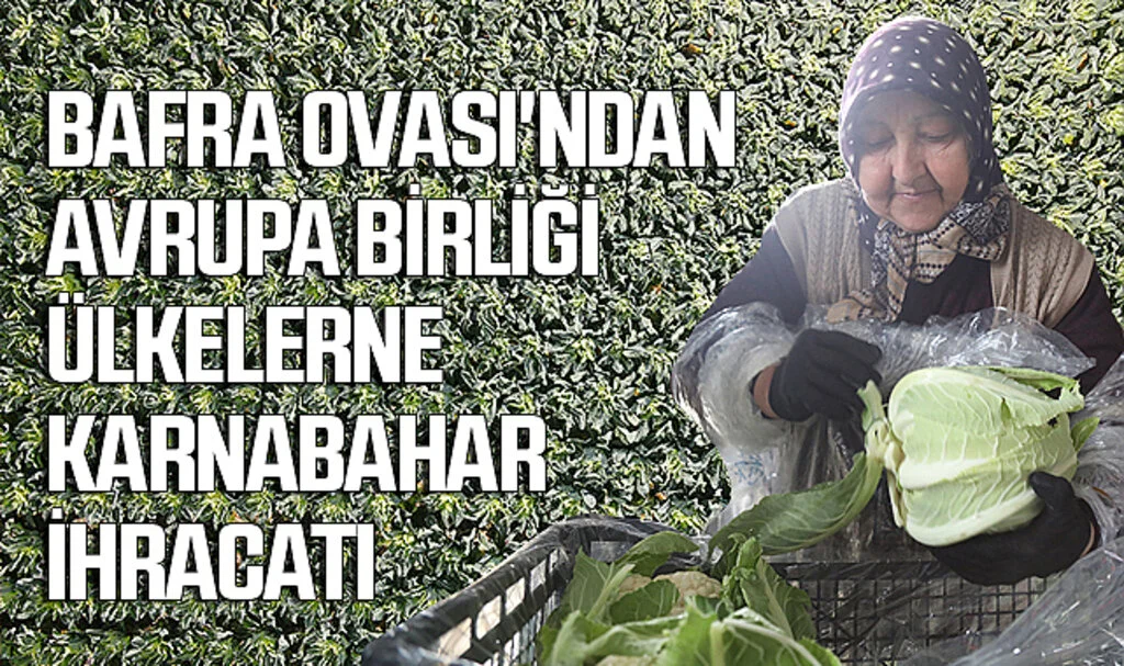 Bafra Ovası'ndan Avrupa Birliği Ülkeleri ile Rusya'ya Karnabahar İhracatı