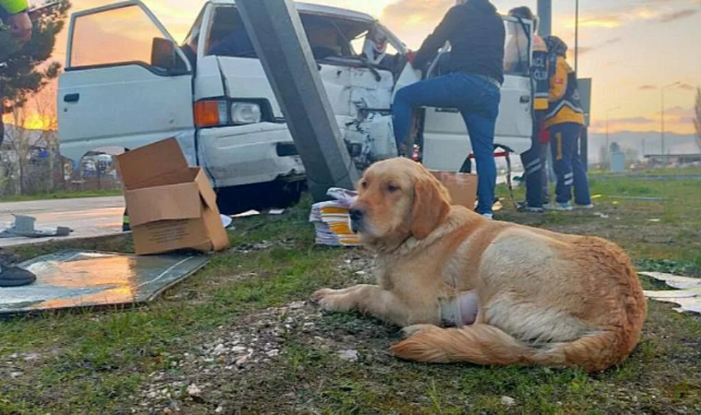 Direğe Çarpan Aracın İçinde Sıkışan Sürücüyü Köpeği Yalnız Bırakmadı