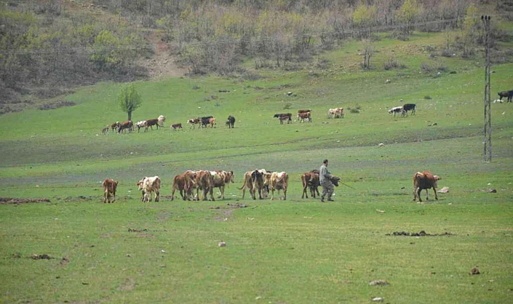 DÜZELTME İLANI Samsun İl Tarım ve Orman Müdürlüğü
