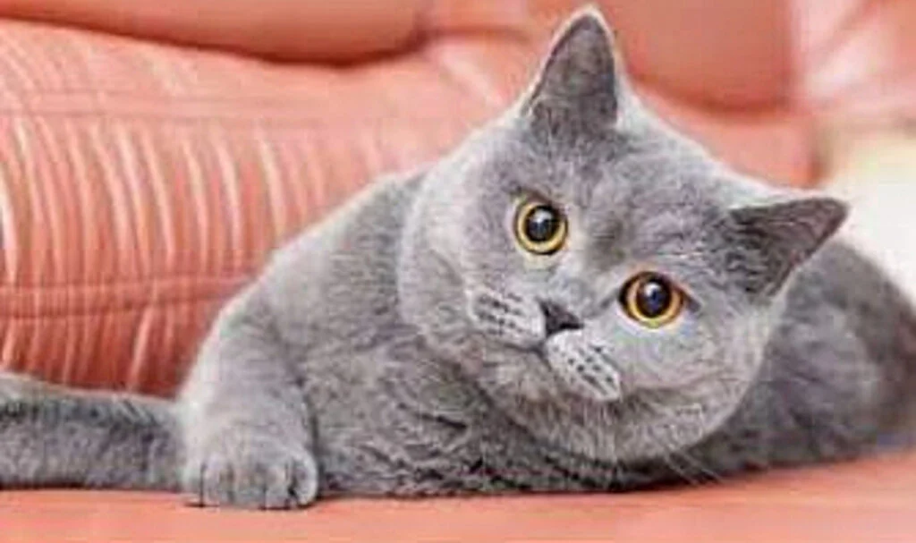 En Sevilen Kedi Cinsi British Shorthair ‘ın Özellikleri