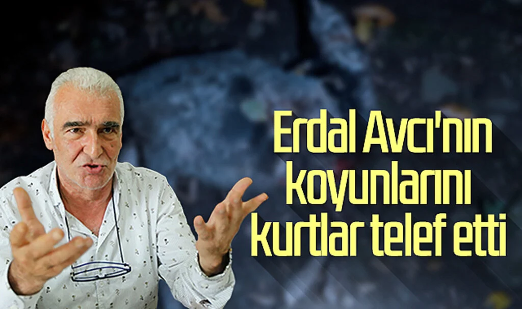 Erdal Avcı'nın koyunlarını kurtlar telef etti 