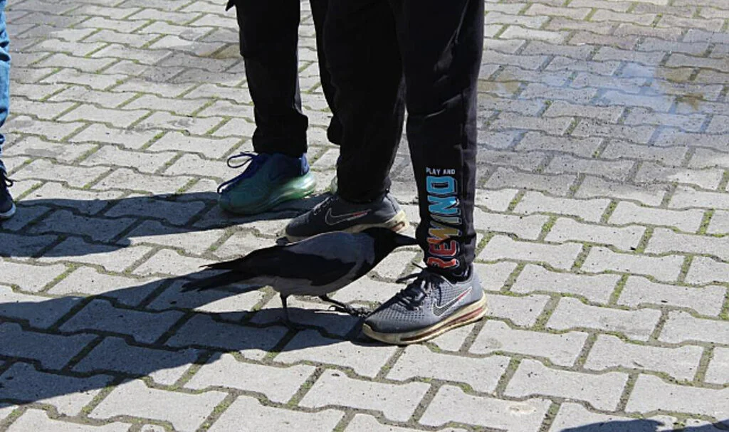 Samsun'da Haylaz Karga, Okulun Maskotu Oldu