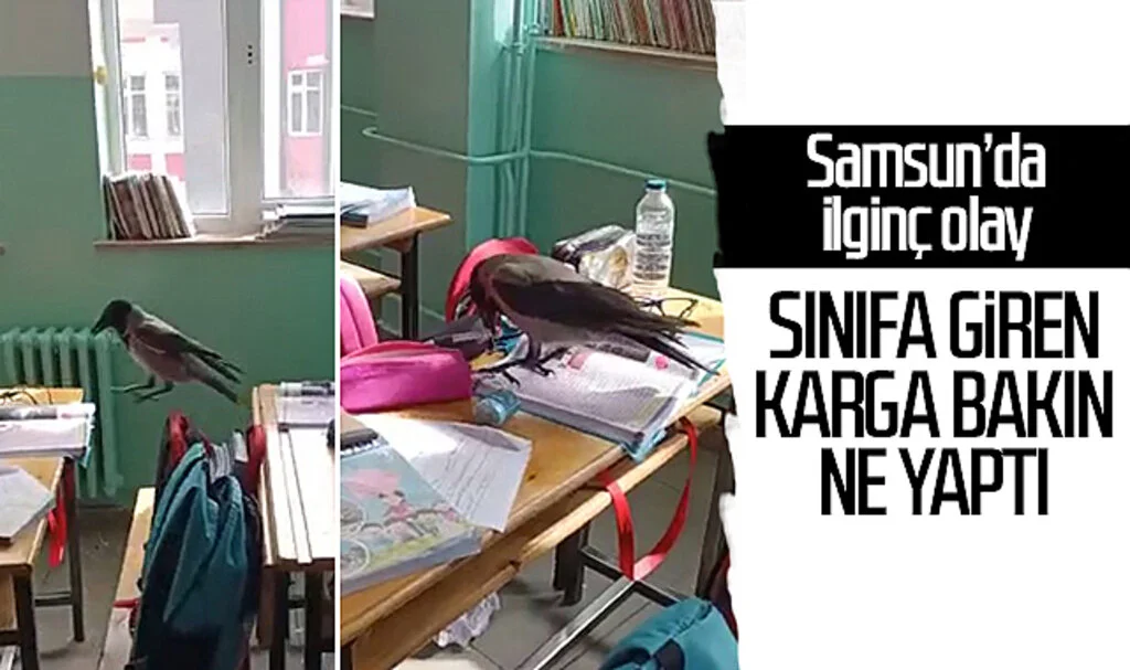 Samsun'da ilginç olay! Sınıfa giren karga bakın ne yaptı