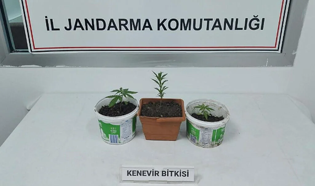 Samsun'da Kenevir Baskını: 1 Gözaltı