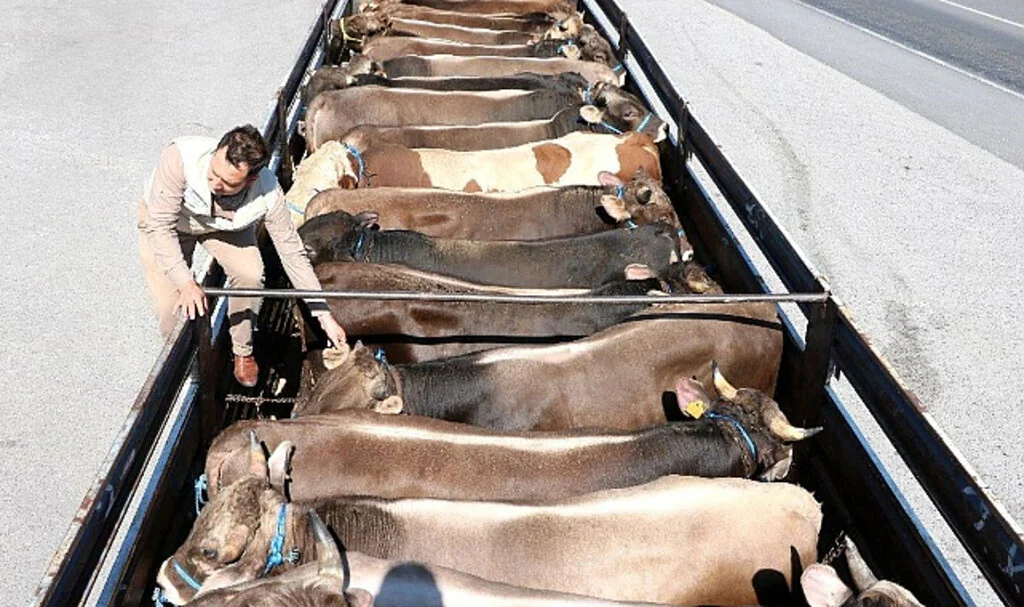 Samsun'da Şap Yasağı Kalkıyor!