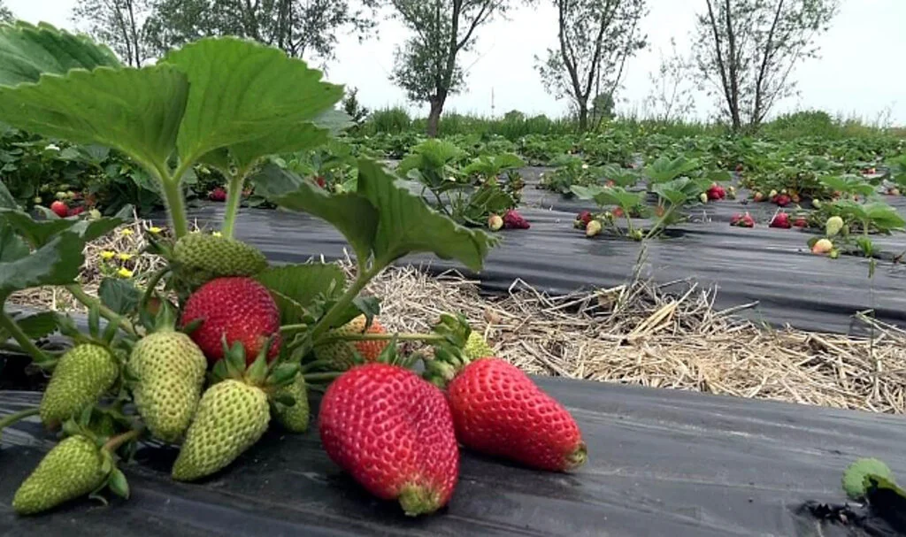 Bu Çilek Hem Daha Aromatik Hem de Daha Uzun Ömürlü