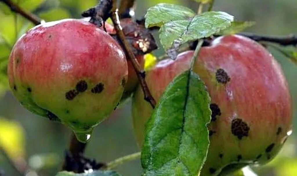 Elma, Armut ve Şeftali Üreticilerinin Alması Gereken Acil Önlemler