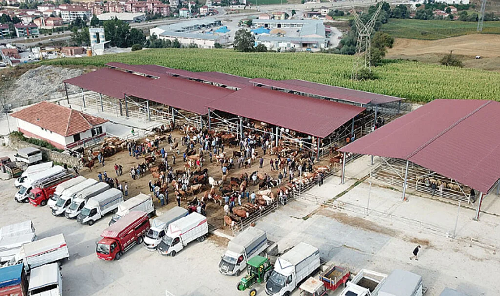 Havza'da Canlı Hayvan Pazarı Açıldı