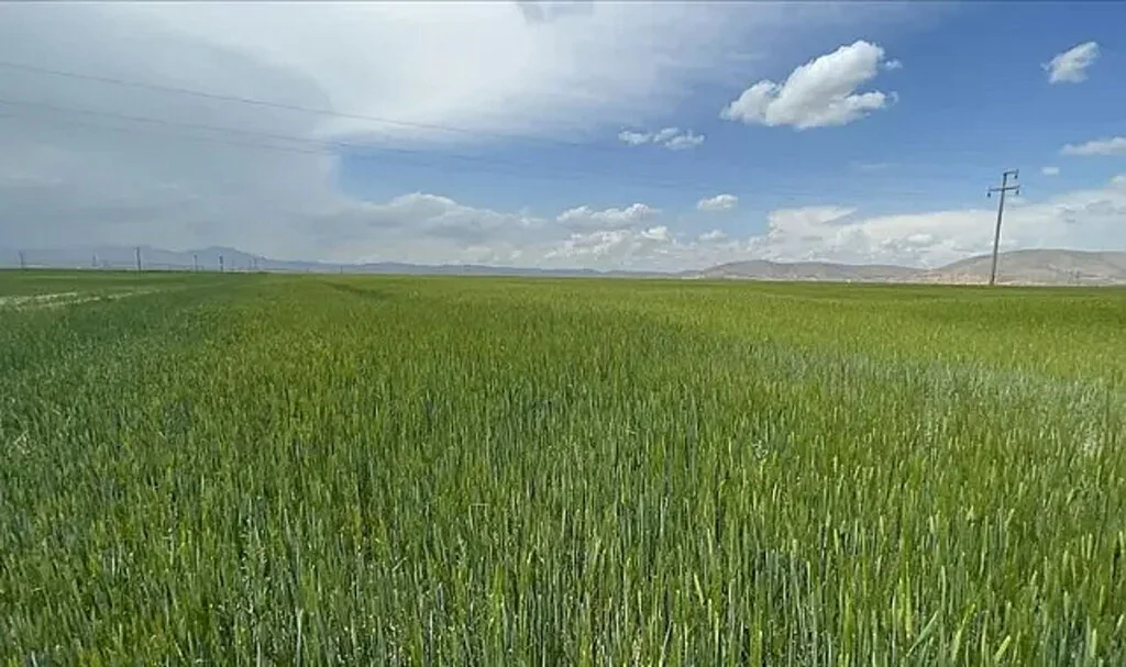 Konya Ovası Son Yılların En İyi Bahar Yağışını Aldı