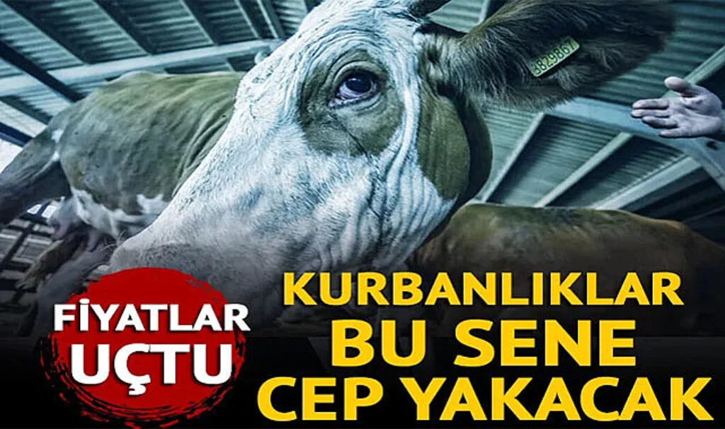 Kurban Fiyatları Uçtu! Geçen Sene 46 Bin TL Olan Dana Bu Sene 150 Bin TL'ye Satılıyor