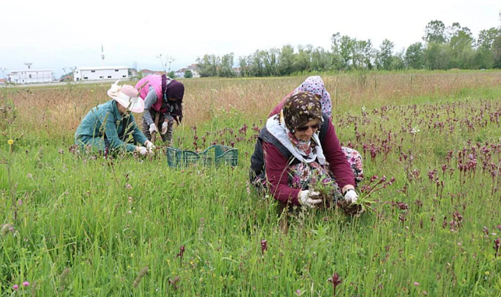 Samsun'da Topraktan Çıkan Altın: Kilosu 2 Bin TL