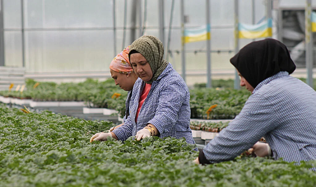 Samsun'da Üretilen 30 Milyona Yakın Meyve Sebze Fidesi Türkiye Genelinden Alıcı Buluyor