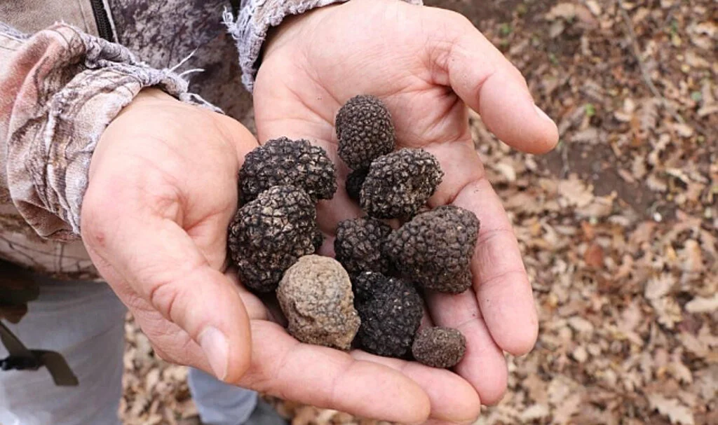 Tıbbi ve aromatik bitkiler orman köylüsünün geçim kaynağı oluyor