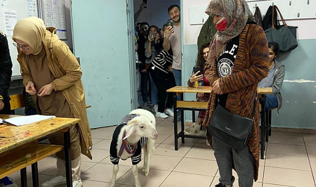 Üzerine kazak giydirdiği kuzusuyla oy kullanmaya geldi