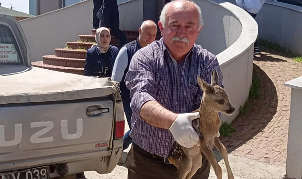 Yaralı karaca koruma altında 