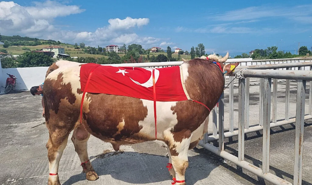 Alaçam'da kurbanlık hayvanlar yarıştı