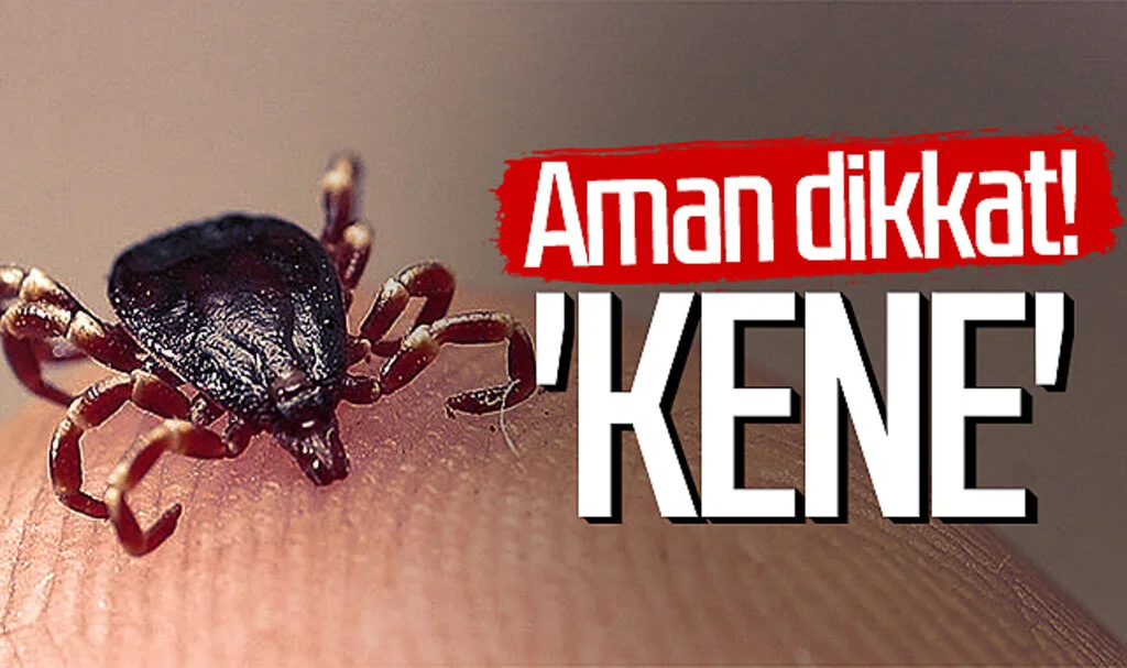 Aman dikkat! 'Kene'