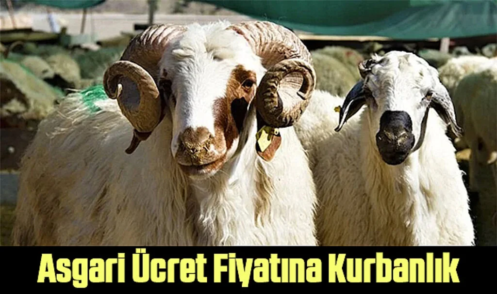 Asgari Ücret Fiyatına Kurbanlık