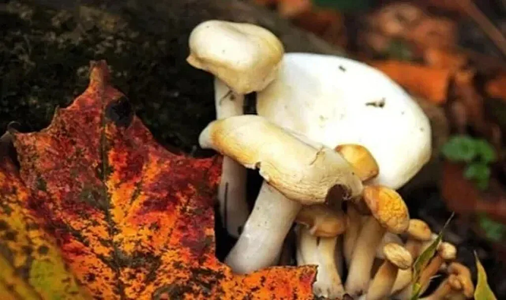 Çorum’da 19 Kişi Mantardan Zehirlendi