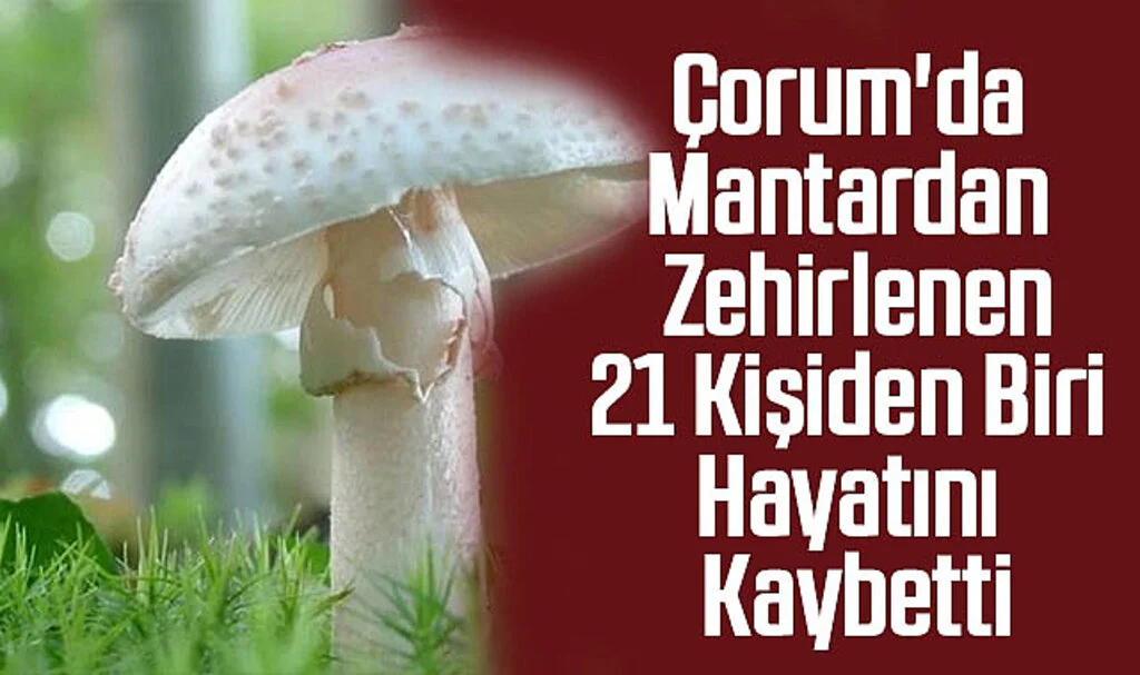 Çorum'da Mantardan Zehirlenen 21 Kişiden Biri Hayatını Kaybetti