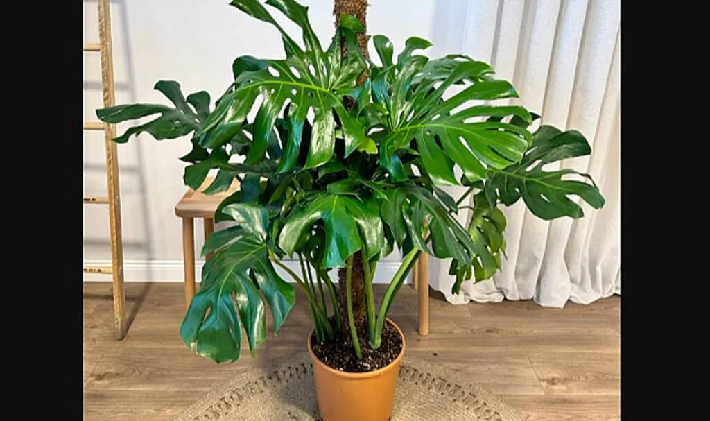 En Uygun Fiyatla Monstera Satın Al